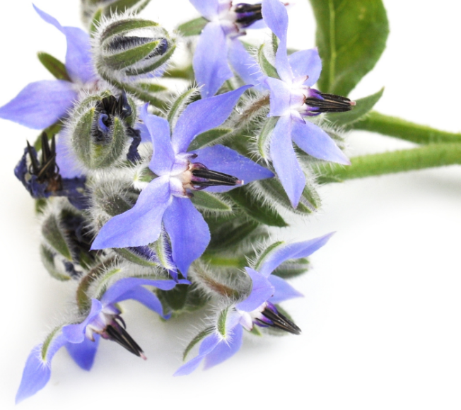 Borago Oil