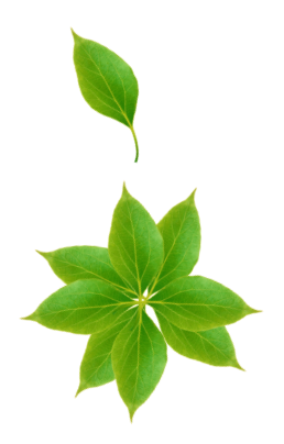 water hercules leaf
