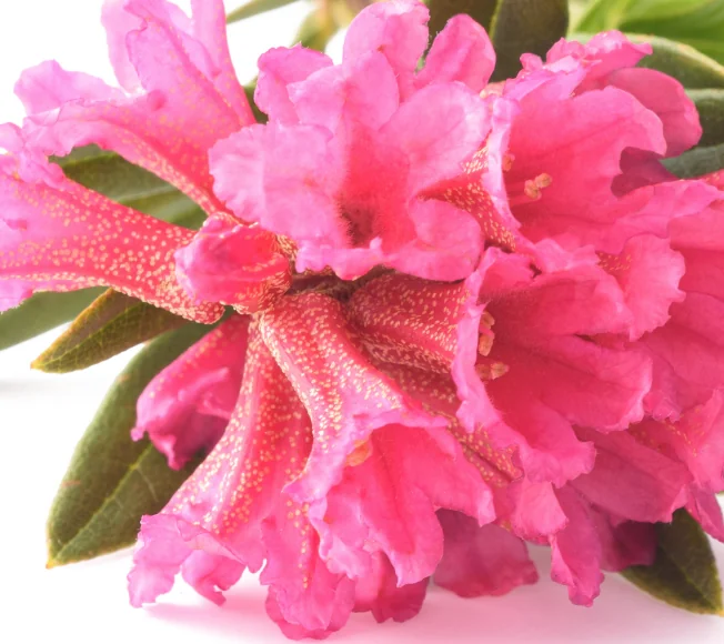 PhytoCellTec™ Alp Rose