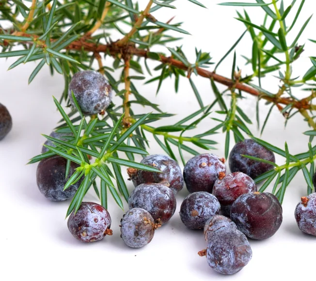Red Juniper Essential Oil