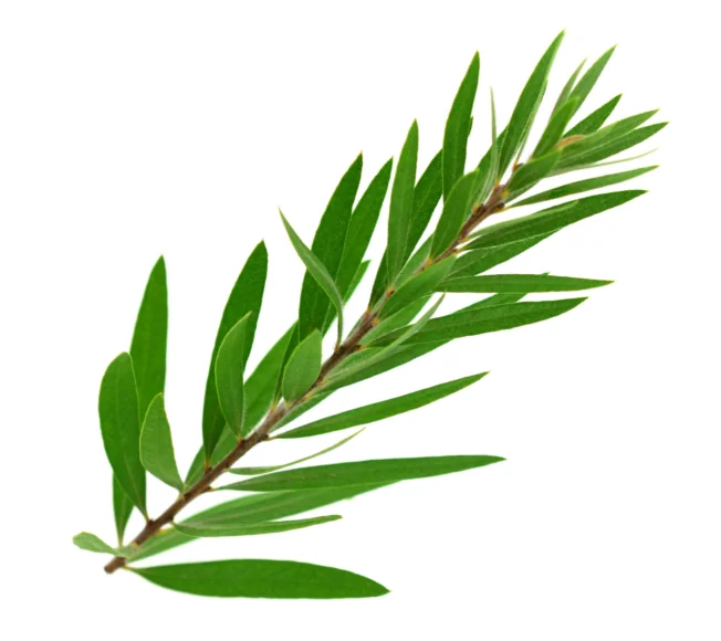Melaleuca Oil