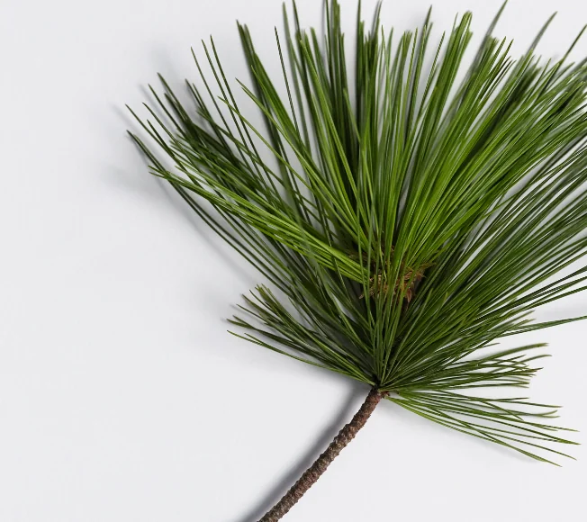 Swiss Pine Extract